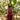Red Ruffle Clothing Humayun Alamgir