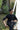 Black Mehraab Kurta Pajama Clothing Humayunalamgir