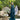 HAYA IN TEAL (3PC) Clothing Humayunalamgir