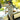 Champagne Deewan Kurta pajama Clothing Humayunalamgir