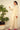 Chattai Creme Humayun Alamgir XS 2 Piece Only